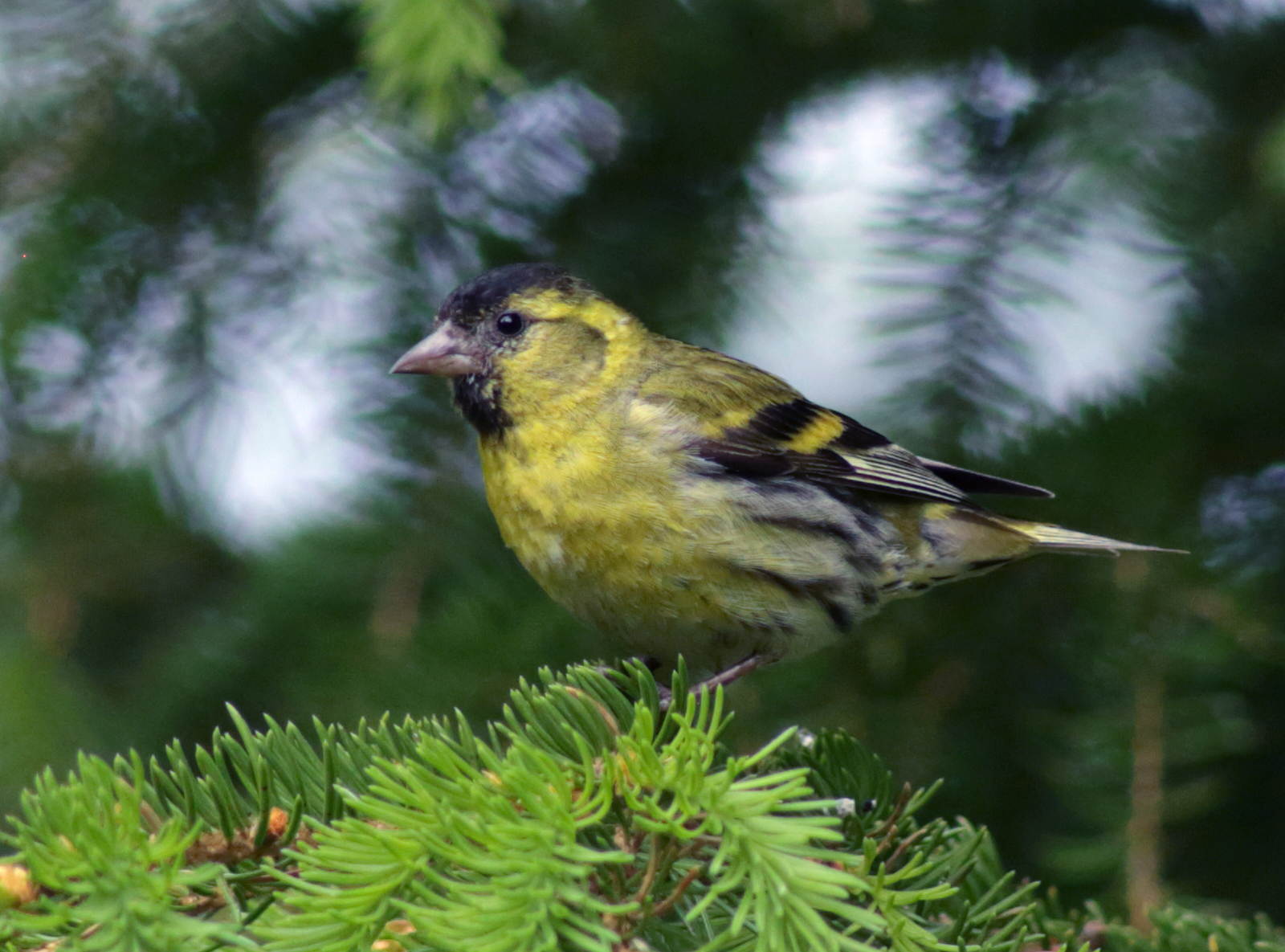 Stehlík čížik (Carduelis spinus)